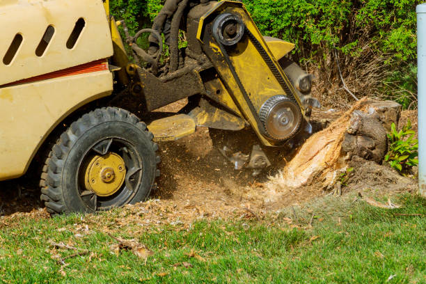 Best Stump Grinding Near Me  in USA